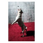 act-IMG_1919sm.jpg